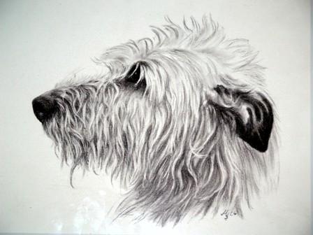hunde